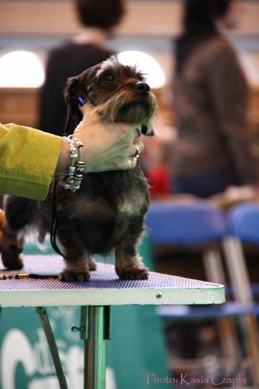 Crufts2011_2 1300.jpg